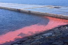 Algal bloom paints red streak in Vung Ang economic zone