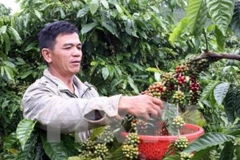 Central Highlands to cut coffee cultivation area