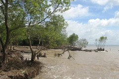 Tien Giang: Erosion worsens in coastal areas