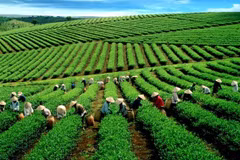 Farmers shifts to high-value perennial trees 
