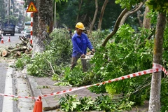 Hanoi to inform residents of tree-cutting plans