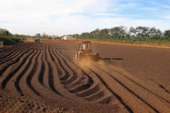 Dak Lak moves to foster coffee processing industry