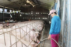 State Bank moves to aid pig farmers
