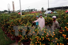 Ornamental plants - indispensable part of Tet 