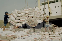 Policy changes needed to boost rice sector’s growth