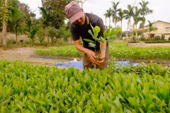 Vietnam strives to raise forest coverage to 45 percent