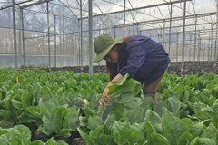 Israel assists Dien Bien farmers in growing safe vegetables