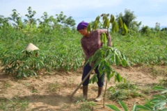 Poverty reduction project improves livelihoods in Kon Tum 