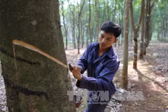 Central Highlands not to expand rubber area 
