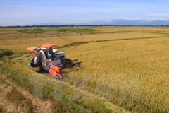 Vietnam’s rice market fares well