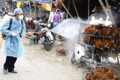 Southern provinces plan bird flu prevention