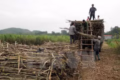 Indonesia targets to produce 1.2 million tonnes of sugar in 2017