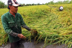 Southern farms suffer from abnormal rains