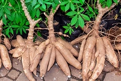 Thailand supports cassava farmers