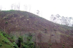 Dien Bien prosecutes deforestation cases in Muong Nhe