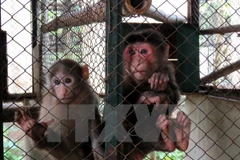 Animals released into wild in Quang Ninh