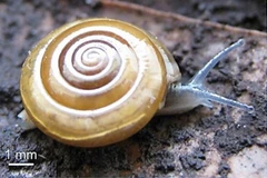 New snail species discovered in Thai province