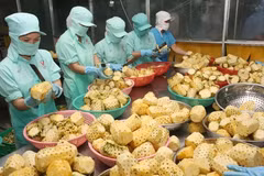 Fruit, vegetable exports hit 1.38 billion USD in five months