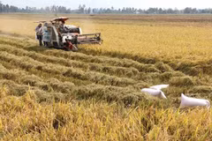 Soc Trang wants to fully tap biomass power potentials