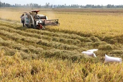 Soc Trang wants to fully tap biomass power potentials