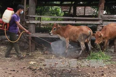Vietnam to produce foot-and-mouth disease vaccines next year
