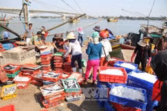 Thua Thien-Hue’s fishing output surges after maritime environment incident