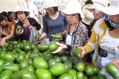 Southern fruit festival opens 
