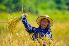 Thailand to increase rice export to Mexico