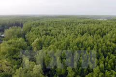 Central Highlands new forest areas fall short of target