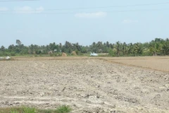 An Giang works to mitigate drought, salinity affects