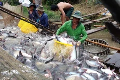 Aquatic export hits 2.1 bln USD in four months 