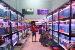 Ornamental fish breeders should scale up: experts