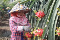 Dragon fruit farmers supported with energy-saving lights