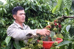 Five coffee nurseries enabled to join VnSAT project in Dak Nong