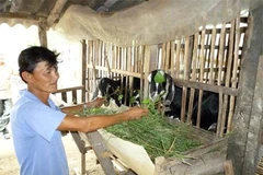 Project on climate change adaptation benefits Ben Tre province