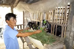 Project on climate change adaptation benefits Ben Tre province