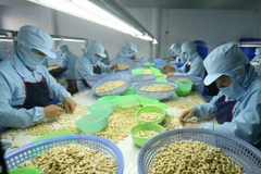 Cashew sector predicted to keep stable growth 
