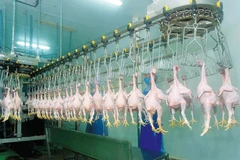 First shipment of Vietnamese chicken dispatched to Japan