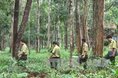 Central Highlands to plant 12,500 hectares of forest