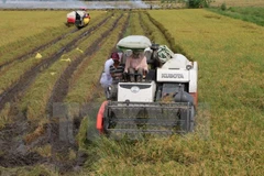 Glutinous rice exports to China slowing down