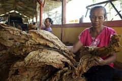Tobacco threatens sustainable development goals of Indonesia