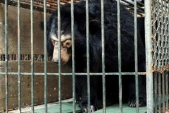 Microchips re-implanted in 200 captive bears in Hanoi