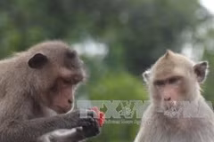  Soc Trang to feature macaques as tourist draw