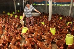 Official: Vietnam has yet to export live poultry to Saudi Arabia