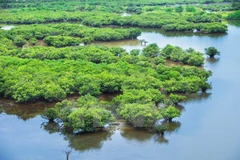 Soc Trang, RoK cooperate to study coastal ecosystem, water quality