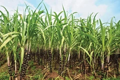 Vietnam ships sugar to 28 markets