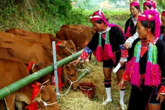 Assistance to ethnic minority in Binh Phuoc