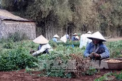 Climate change adaptation project fruitful in Tra Vinh