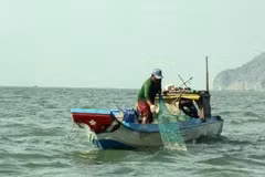 Vietnam seafood mulls action on EU warning
