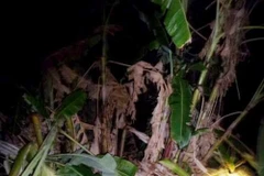 Wild elephants destroy crops in Dak Lak